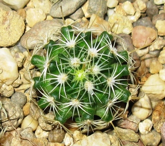Echinofossulocactus phyllacanthus v. violaciflorus SB 112
