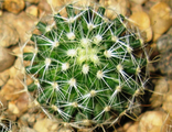 Echinofossulocactus multicostatus SB 1147