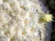 Mammillaria plumosa. Взрослое растение.