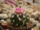 Echinofossulocactus multicostatus SB 1147. Фотография взрослого растения из Интернета.