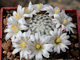 Mammillaria sanchez-mejorada. Фотография взрослого растения из Интернета.