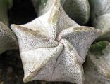 Astrophytum myriostigma v. strongylogonum. Сеянец.