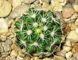 Echinofossulocactus phyllacanthus v. violaciflorus SB 112