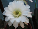 Echinopsis (1)