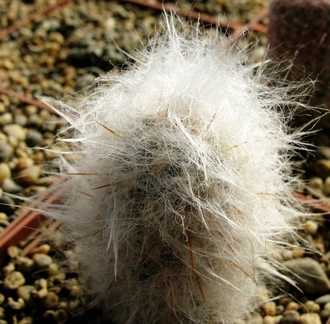 Oreocereus trollii VG 1006. Взрослое растение.